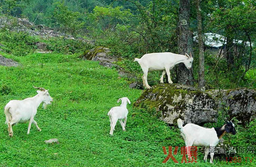 �������ݸ��|(zh��)����(bi��o)��(zh��n) ���̷��I(l��ng)��(d��o)Ʒ��