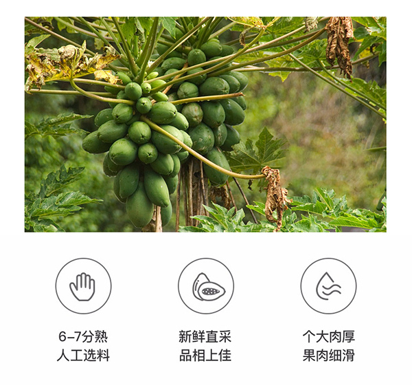 巴瑪熊木瓜干 (16).jpg