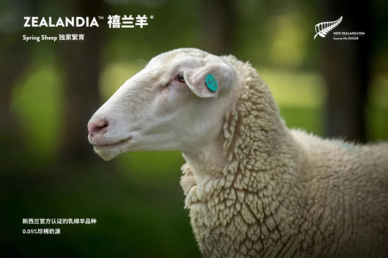 Spring Sheep���dȫ�d����׃��̷�����^ע���@�G����CBME05.jpg
