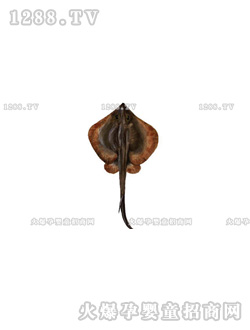 �����ٿƿ�֮��������ƪ